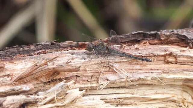 A common darter (Sympetrum striolatum) sitting on a piece of wood and flying away