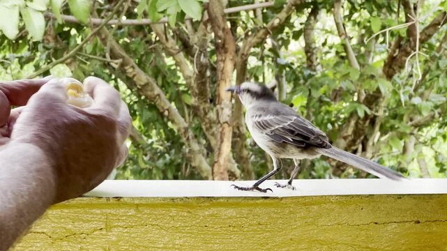 Sabi&aacute;-do-campo comendo alimento na m&atilde;o de uma pessoa no Brasil