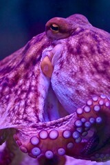 A vertical photograph of a single common octopus with visible suckers under neon underwater lighting © Drachenfutter