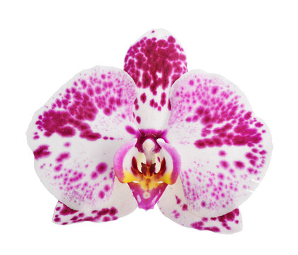 White Phalaenopsis orchid flower with purple spots isolated on white