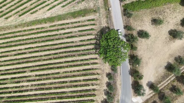 Top Down Aerial View of Vineyard Rows, Olive Grove and Country Road in Chianti, Tuscany, Italy