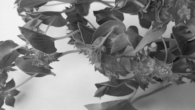 Black and white photo with bupleurum flowers close up.