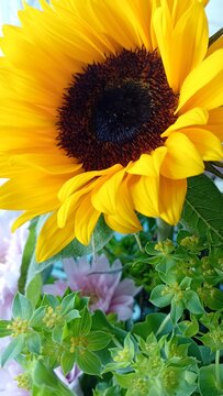 Ornamental sunflower with green bupleurum in floral bouquet close up.