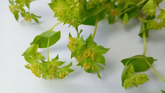 Green bupleurum flowers close up on white background.