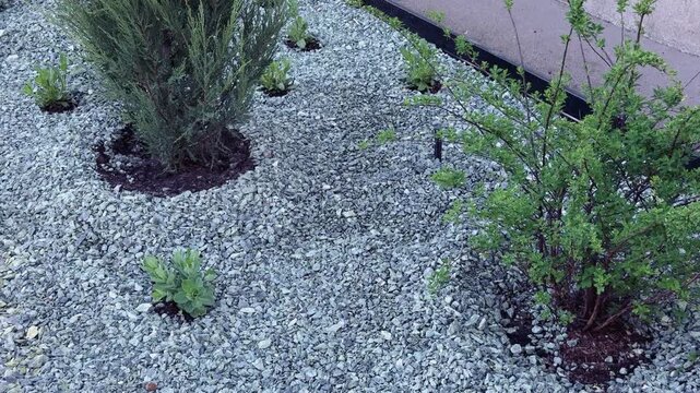 A garden bed filled with small green plants and trees, including a large bushy tree on the right, surrounded by gray gravel and a black metal fence, with a house wall in the background