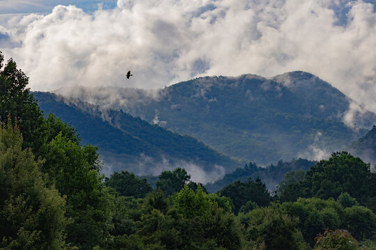 Smoky Mountains Mist and Hawk Flying Over Cades Cove, Tennessee