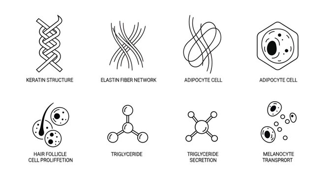 Medical illustrations of various cellular and molecular biology concepts and structures.