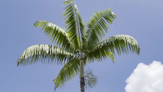 The Arecaceae  are a family of perennial, flowering plants in the monocot order Arecales. palm trees. City of Honolulu, Oahu island, Hawaii. 