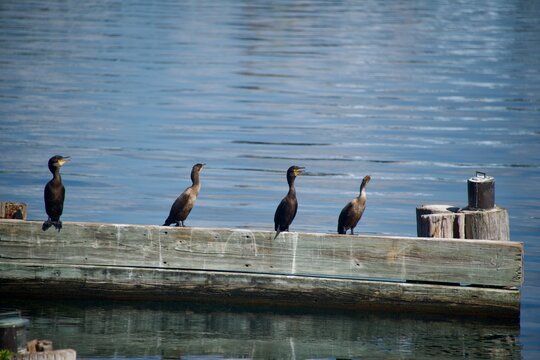 four Double-crested cormorants drying off in the sun on the end of a wooden pier