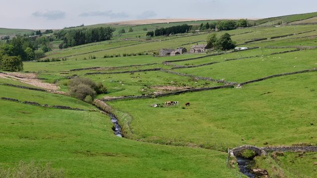 Landscape around Strines Bridge in Colden near Hebden Bridge in west Yorkshire a historic packhorse bridge crossing Hebden Water surrounded by farms and meadows with cows and sheep