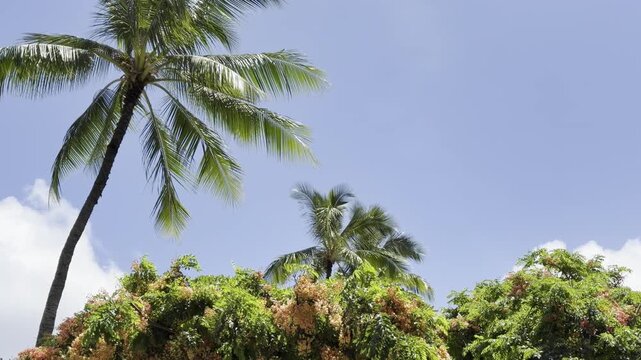 Coconut palm tree (Cocos nucifera)  with Rainbow Shower Tree (officially Cassia x nealiae). City of Honolulu, Oahu island, Hawaii. 