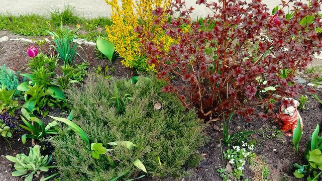 Spring garden bed yellow barberry juniper close-up, vibrant rose and tulip blooms, red bubblegum shrub contrast, dense juniper