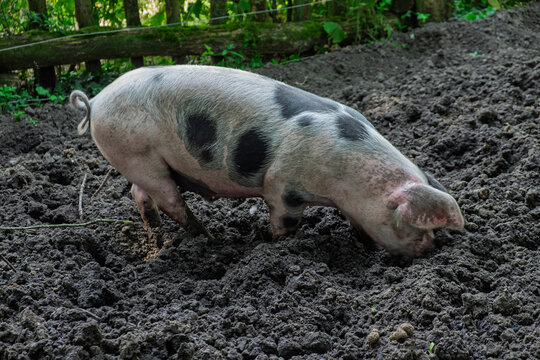 Buntes Bentheimer Schwein, eine seltene deutsche Landschweinrasse