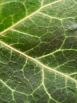 Green leaf veins macro detail, vertical closeup of natural cellular texture with pale vein network, shallow dof botanical background, ecology, growth, sustainability organic design, no people