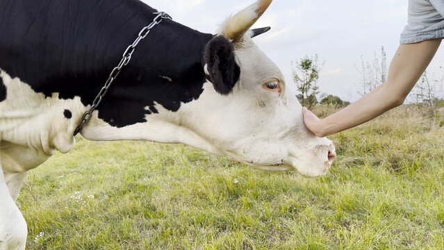 Female arm stroking muzzle of beautiful cow at green lawn. Hand of woman petting pretty friendly animal at summer field. Young girl caressing cute heifer at meadow. Care and love to animal concept