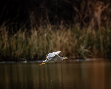garza bruja en pleno vuelo sobre la laguna , su habitat natural un dia nublado 