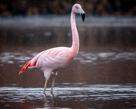 flamenco chileno en un dia de lluvia finita , en su habitat natural , muy erguido y una mirada fija con su plumaje rosado y su pico  negro 