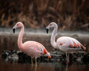 flamencos en una laguna , su habitat natural , erguidos , un dia de llovisna ,  © Martin