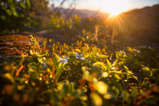 Sunny meadow