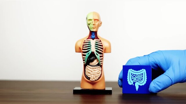 The doctor's hand displays a cube with icons representing the large and small intestines next to an anatomical model. Raising awareness about irritable bowel syndrome and inflammatory bowel diseases.