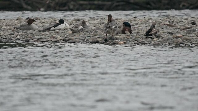 Common mergansers rest on a gravel bar island in the American River
