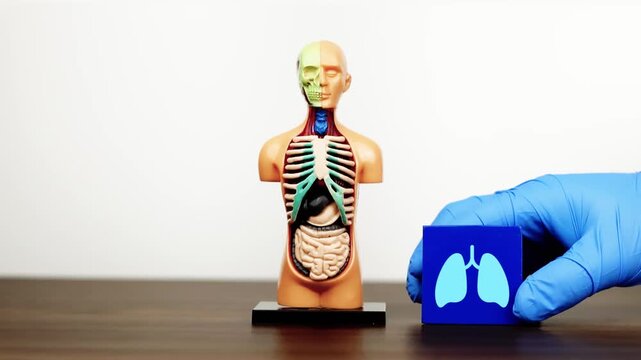 The doctor's hand displays a cube with a lung icon next to an anatomical model. Awareness of chronic obstructive pulmonary disease (COPD). Isolated. Slow motion.