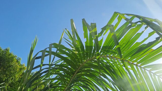 Green palm tree leaves swaying in morning wind with sun rays shining through. Tropical summer background, nature abstract. 4K video for palm tree, summer, nature, green background, trees, tropical.