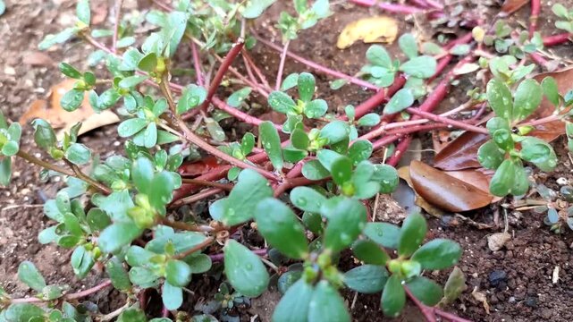 wild Portulaca oleracea plant