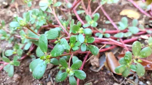 wild Portulaca oleracea plant