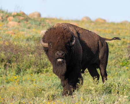 Bison, Buffalo, cow, Bull, brown, ungulate, mammal, large, horns, west, western, nature, wildlife, wilderness, plains, native American, Oklahoma, herd, fur, dangerous, rut, fighting, Beefalo, west, 