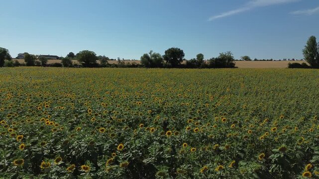 Vue a&eacute;rienne par drone survolant un champ de tournesols en &eacute;t&eacute;