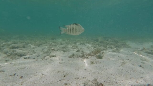 Small reef fish swimming over an underwater sandy seabed