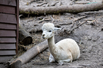 Fototapeta premium Alpaca sitting on muddy ground in an outdoor enclosure. Animal resting in zoo setting.