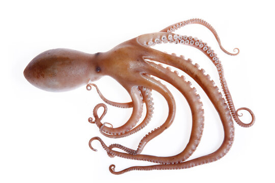 Octopus on a white background