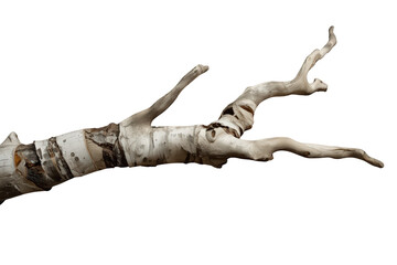 Fototapeta premium Dry birch branch with textured white bark and stripped wood, isolated for design elements and natural decomposition concepts
