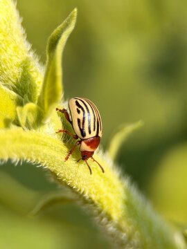 Macro shot of a Colorado potato beetle (Leptinotarsa decemlineata) on a leaf