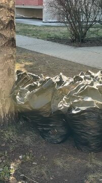 Black garbage bags piled on lawn after spring raking around birch tree near roadside last year dry leaves gathered into bags