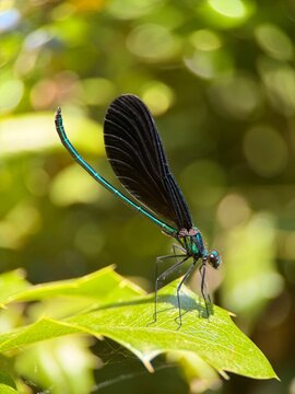 Vibrant blue damselfly insect perched on lush green vegetation