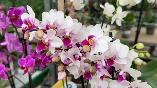 Close-up Phalaenopsis Aphrodite orchids greenhouse display cascading white pink blooms yellow-red centers dew kissed petals detailed