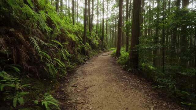 World Heritage Kumano Kodo Nakahechi Route: From Fushiogami-oji Shrine Site to Kumano Hongu Taisha, Tanabe, Wakayama, Japan　世界遺産・熊野古道中辺路「伏拝王子跡から熊野本宮大社へ」和歌山県田辺市