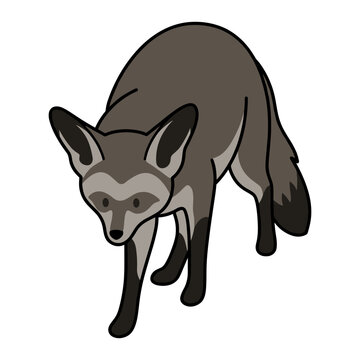 Bat-Eared Fox