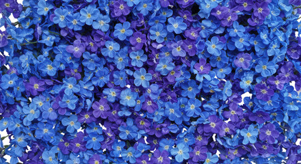 Fototapeta premium Vibrant Purple Lavender Flowers Close-Up in Natural Sunlight with Soft Focus Background