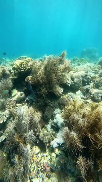 Underwater coral reef ecosystem featuring crown of thorns starfish with slow tracking shot under clear blue ocean water