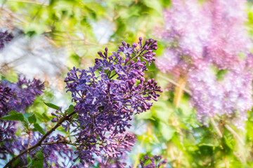 Obraz premium Pink Blooming Lilac Flowers in spring with blured background