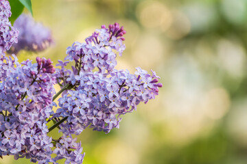 Obraz premium Pink Blooming Lilac Flowers in spring with blured background