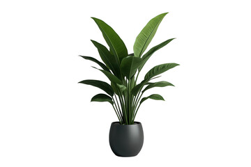 Obraz premium Strelitzia nicolai houseplant with large green leaves in grey pot creating a tropical indoor garden