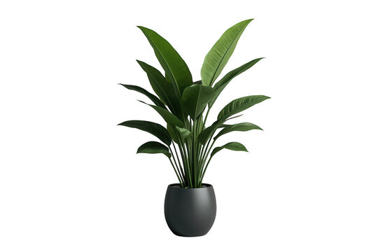 Strelitzia nicolai houseplant with large green leaves in grey pot creating a tropical indoor garden