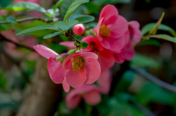 *Chaenomeles japonica*, comúnmente llamada membrillero del Japón, es un arbusto caducifolio de porte bajo y ramificación densa, con ramas espinosas, de color marrón grisáceo y a menudo entrecruzadas © Primi
