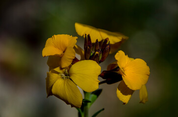 *Erysimum cheiri* (sin. *Cheiranthus cheiri*), conocido como alhelí, es una especie de planta con flores de la familia Brassicaceae (Cruciferae), nativa de Grecia © Primi