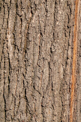 Obraz premium Bark texture and background of a old tree trunk. Detailed bark texture.